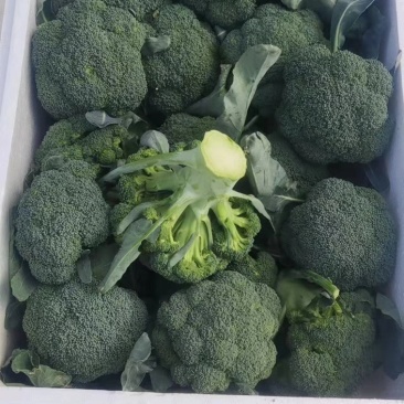 精品西蓝花，耐寒优秀