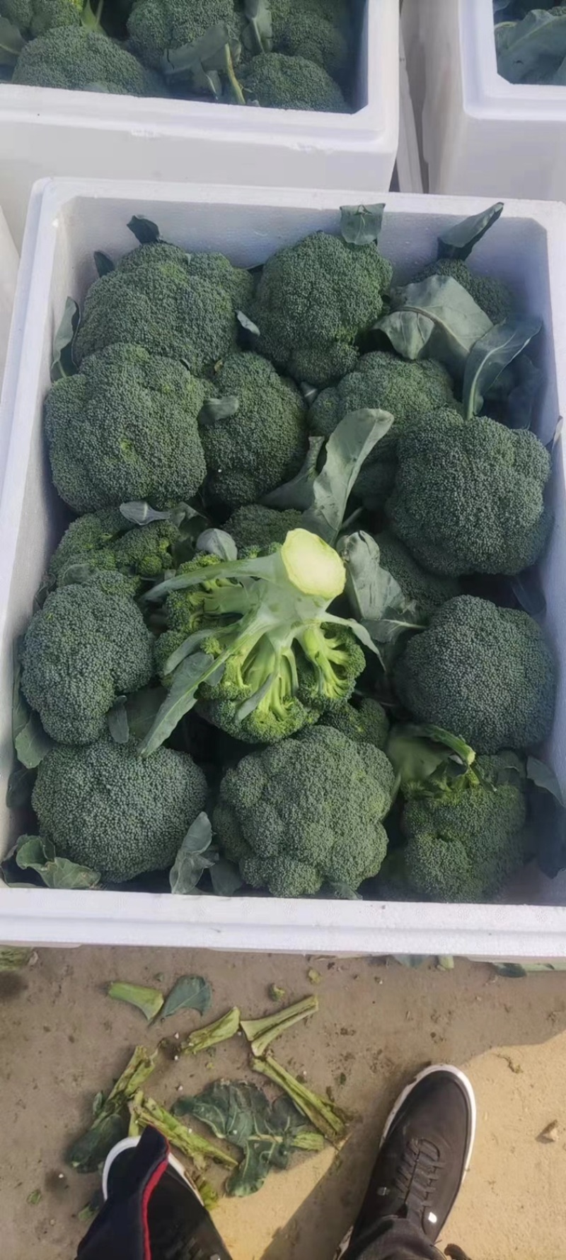 精品西蓝花，耐寒优秀