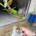 【金银花苗湘蕾五号扦插营养杯苗】苗圃直发全国发货