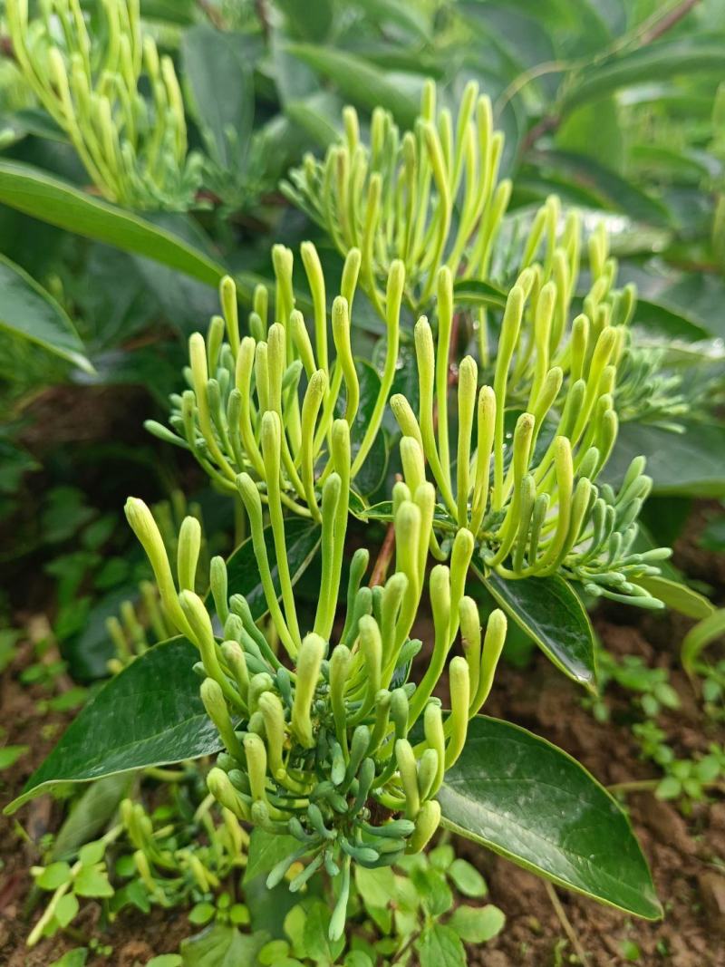 【金银花苗湘蕾五号扦插营养杯苗】苗圃直发全国发货