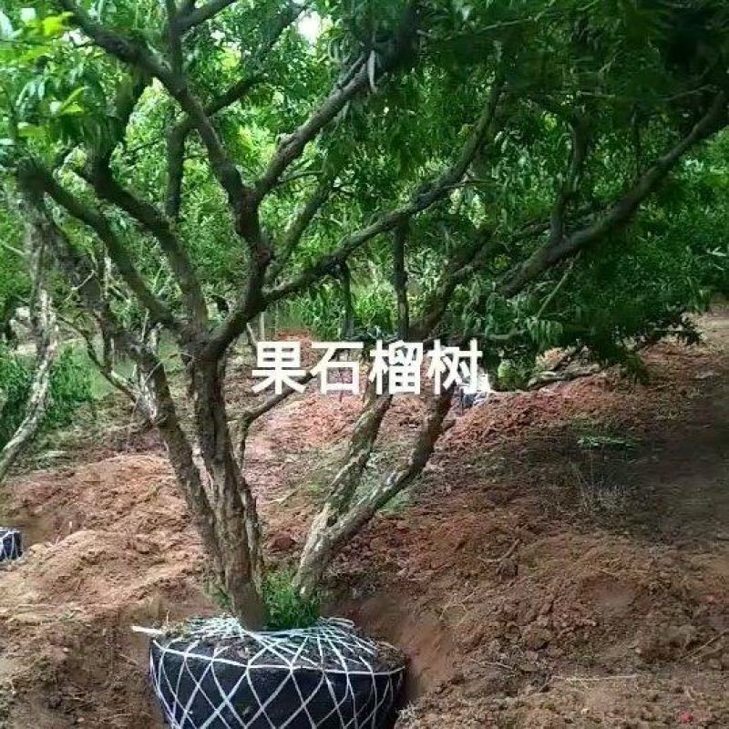 石榴树陕西西安临潼长年供应，各种规格，庭院石榴树