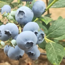 厂家直销蓝莓一件代发