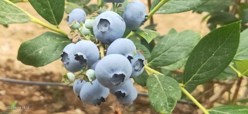 厂家直销蓝莓一件代发