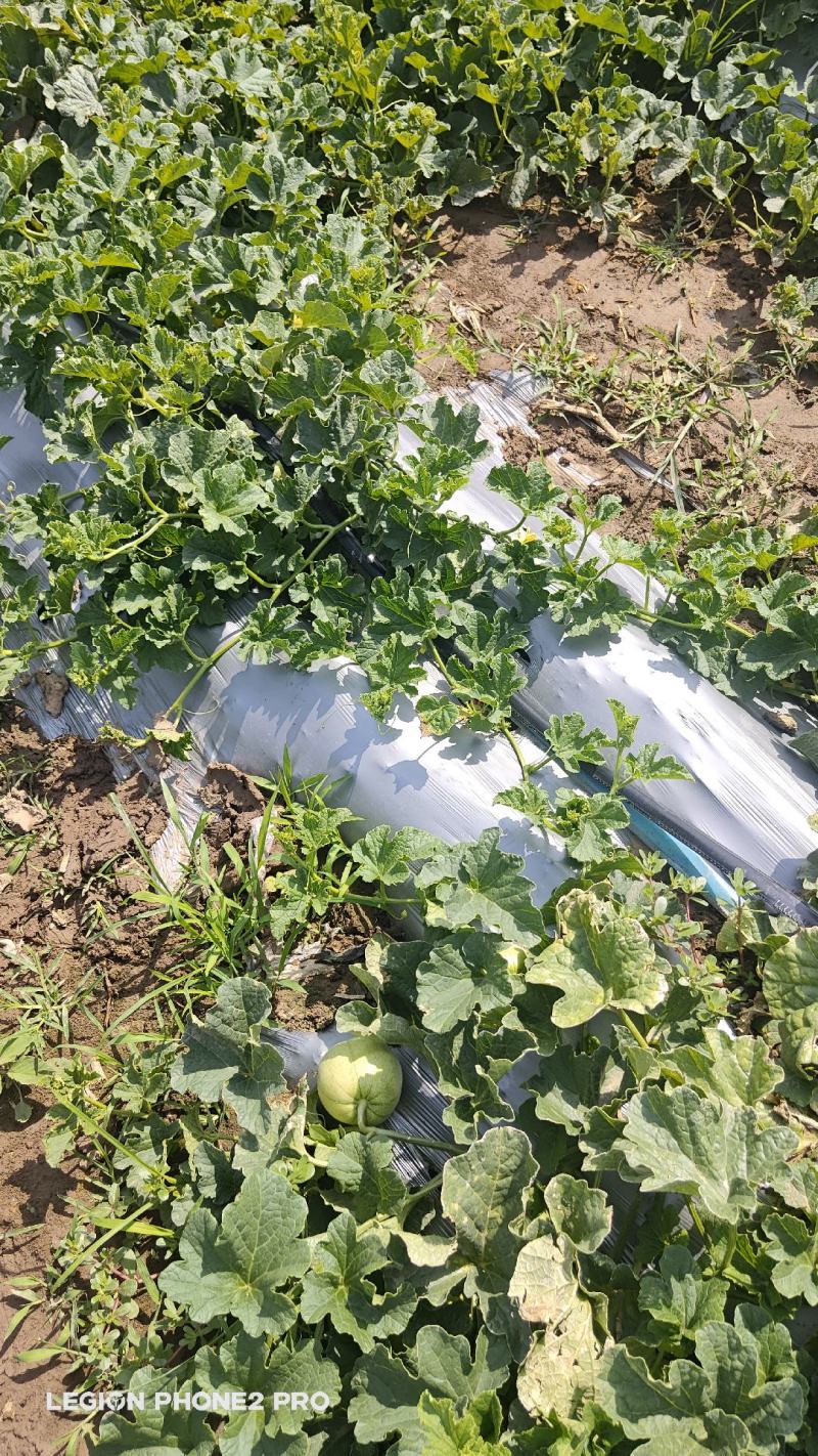 甜瓜甜宝甜瓜万亩瓜果蔬菜基地一手货源专业代收