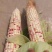 花甜糯玉米大量上市中