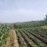 花甜糯玉米大量上市中