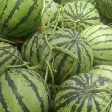 原棚头茬个头均匀自生苗无嫁接