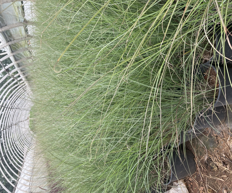 一加仑细叶芒质量好多年生腐殖土