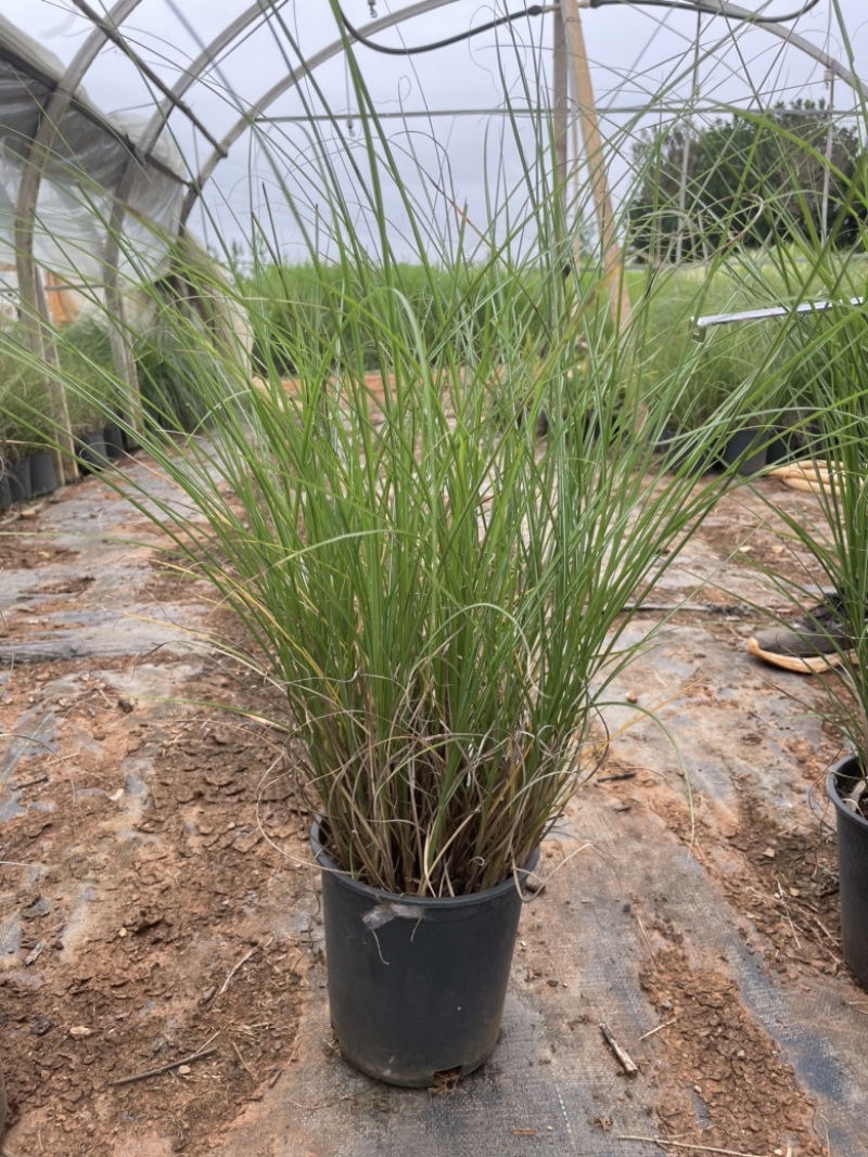 一加仑细叶芒质量好多年生腐殖土