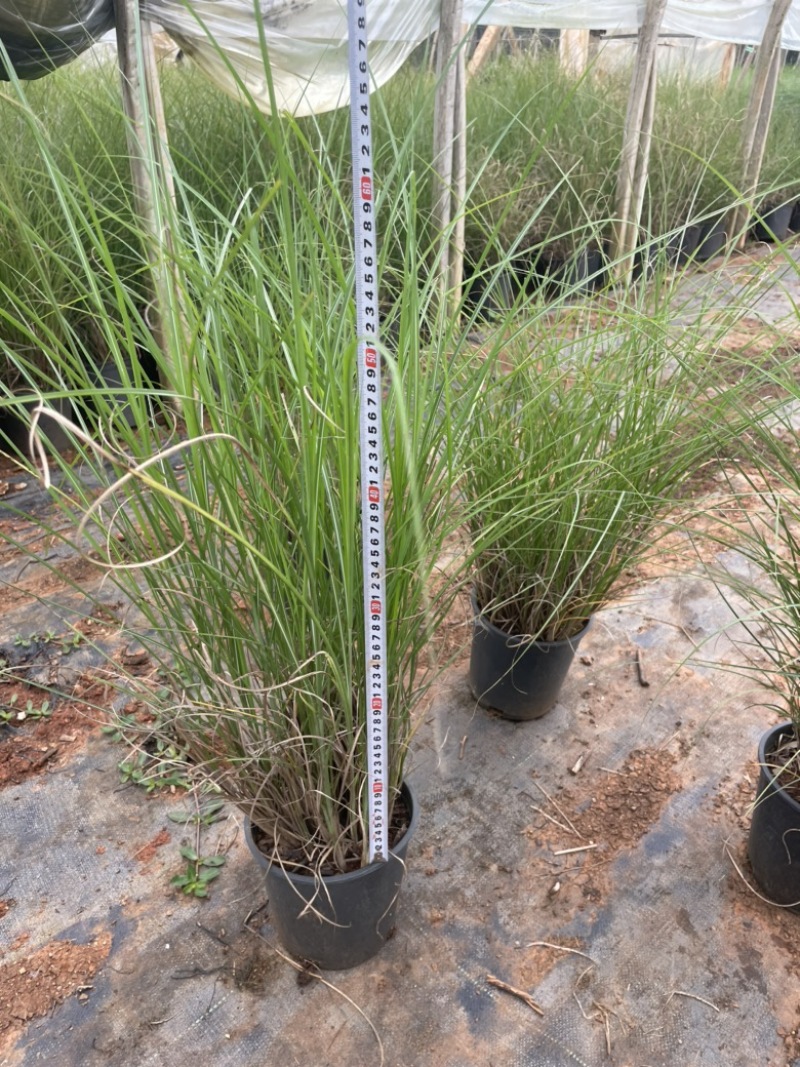 一加仑细叶芒质量好多年生腐殖土