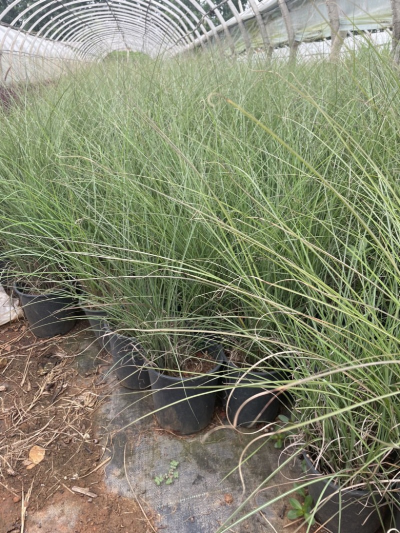 一加仑细叶芒质量好多年生腐殖土