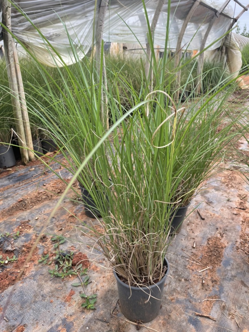 一加仑细叶芒质量好多年生腐殖土
