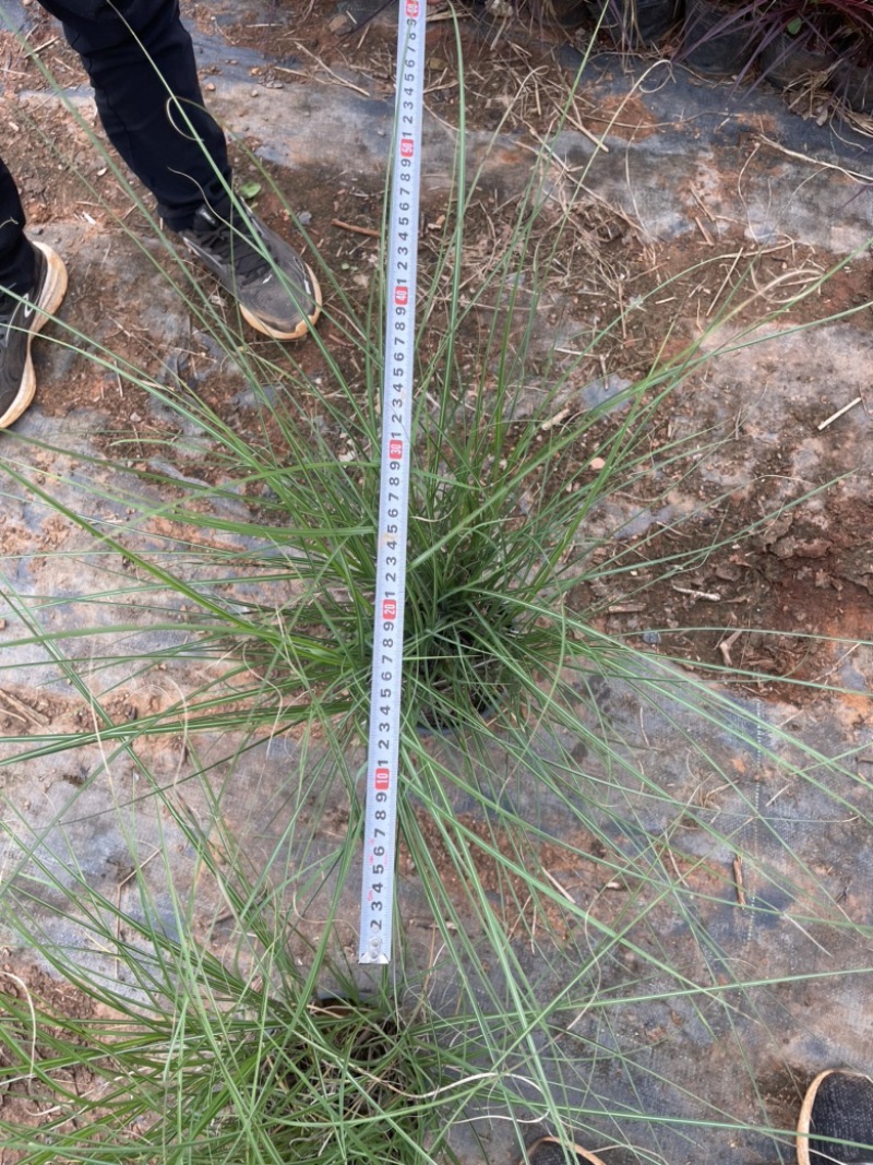 一加仑细叶芒质量好多年生腐殖土