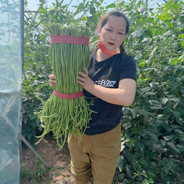 精品长豆角上市，产地直发，新鲜采摘，欢迎各地商客联系
