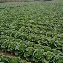 湖北恩施利川大白菜，精品价格便宜，有需要可以联系我