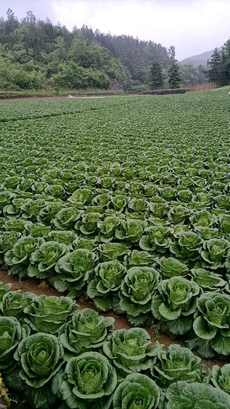 湖北恩施利川大白菜，精品价格便宜，有需要可以联系我
