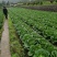 湖北恩施利川大白菜，精品价格便宜，有需要可以联系我