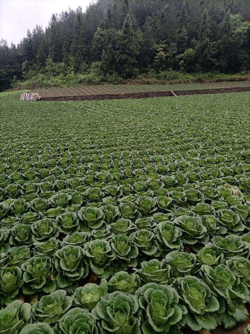 湖北恩施利川大白菜，精品价格便宜，有需要可以联系我
