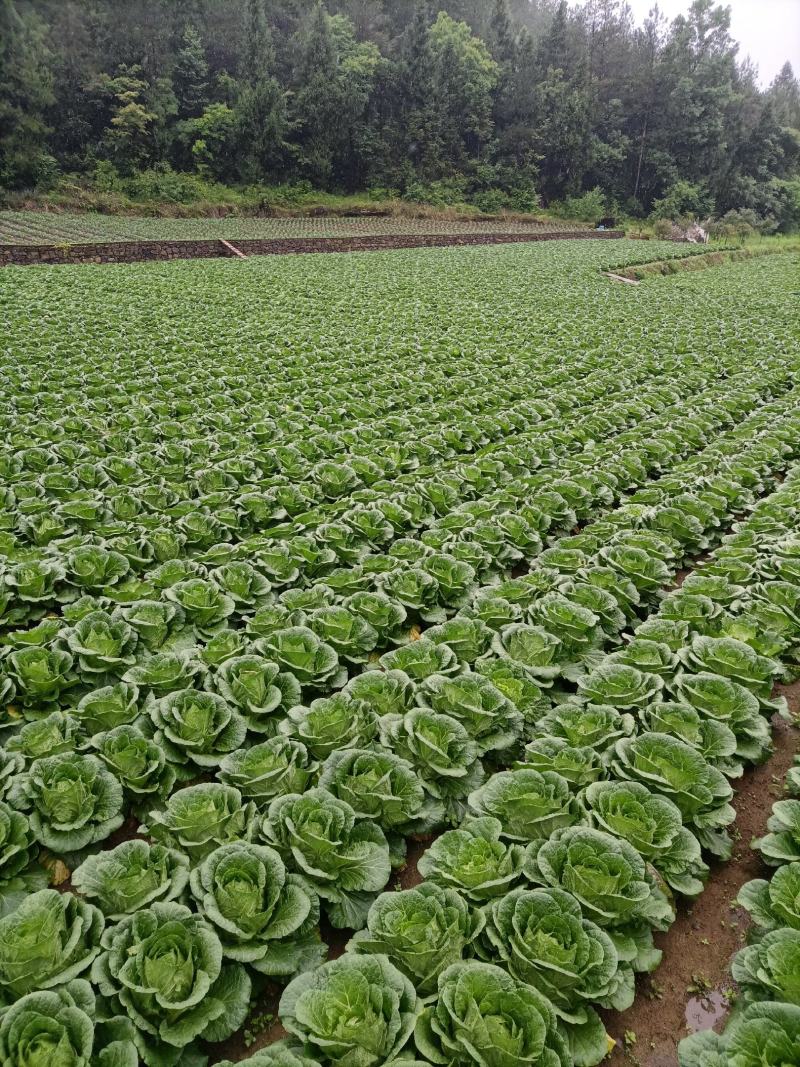 湖北恩施利川大白菜，精品价格便宜，有需要可以联系我
