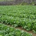 湖北恩施利川大白菜，精品价格便宜，有需要可以联系我