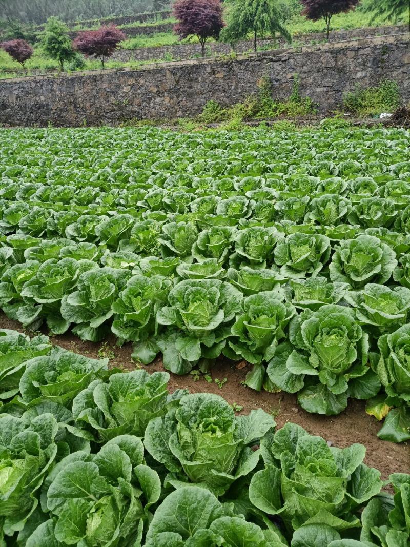 湖北恩施利川大白菜，精品价格便宜，有需要可以联系我