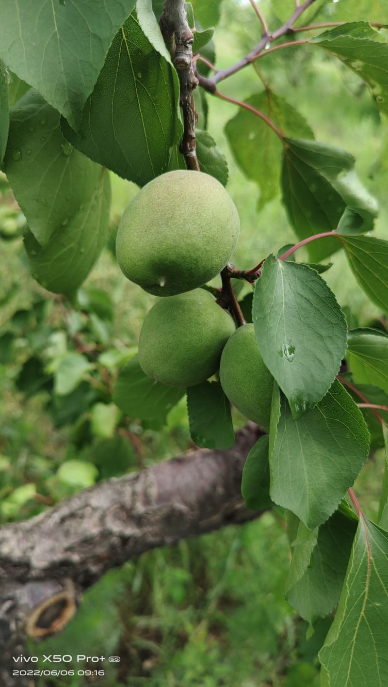 串红晚杏，皮毛好，个头齐整，6月30号能下树，都是提前树