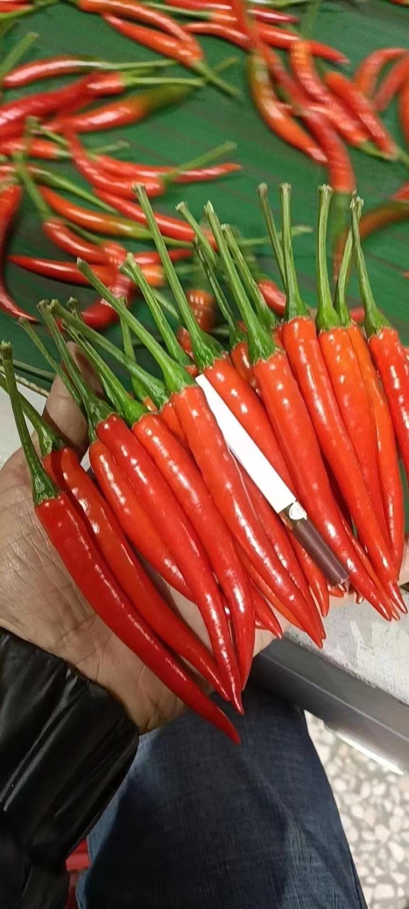小米椒货源充足，产地直发，代发全国，货源充足，