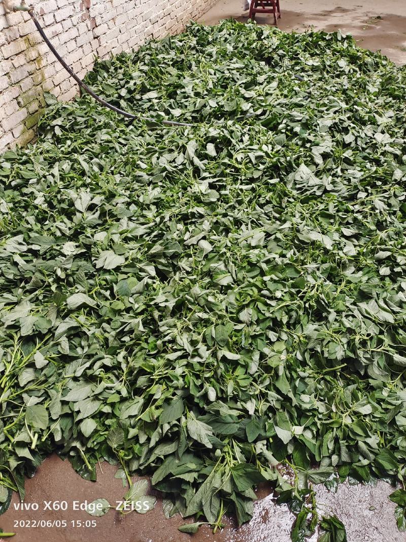马齿苋，灰灰菜