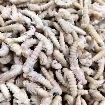 大麦虫蛹新鲜速冻金粉虫子食用面包虫卵钓鱼昆虫食品商用烧烤