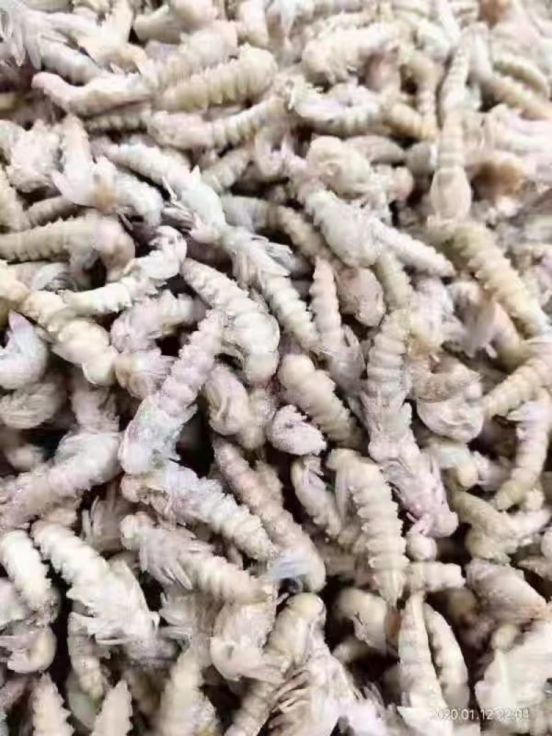 大麦虫蛹新鲜速冻金粉虫子食用面包虫卵钓鱼昆虫食品商用烧烤