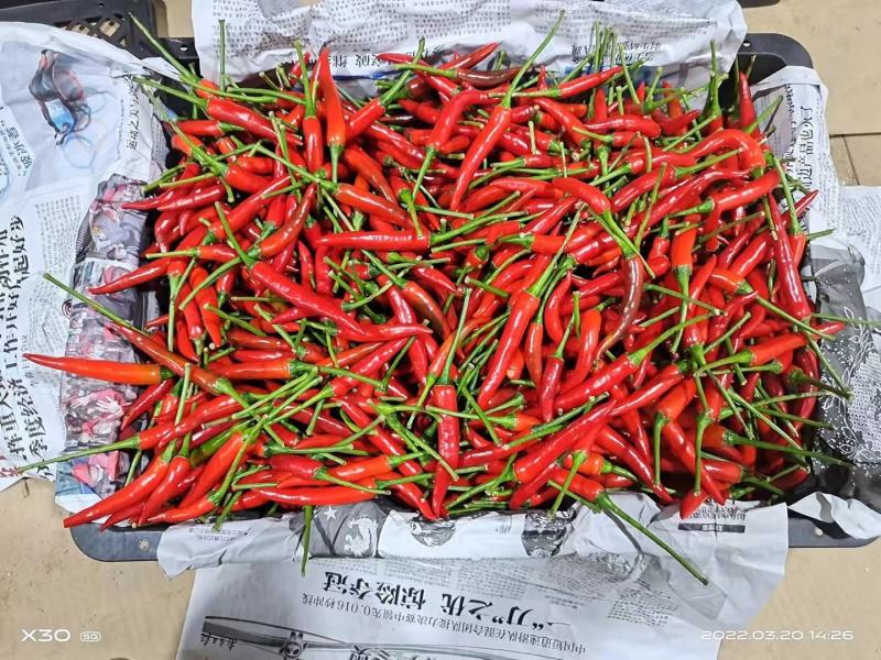 精品辣椒产地直发，代发全国，货源充足，保证质量