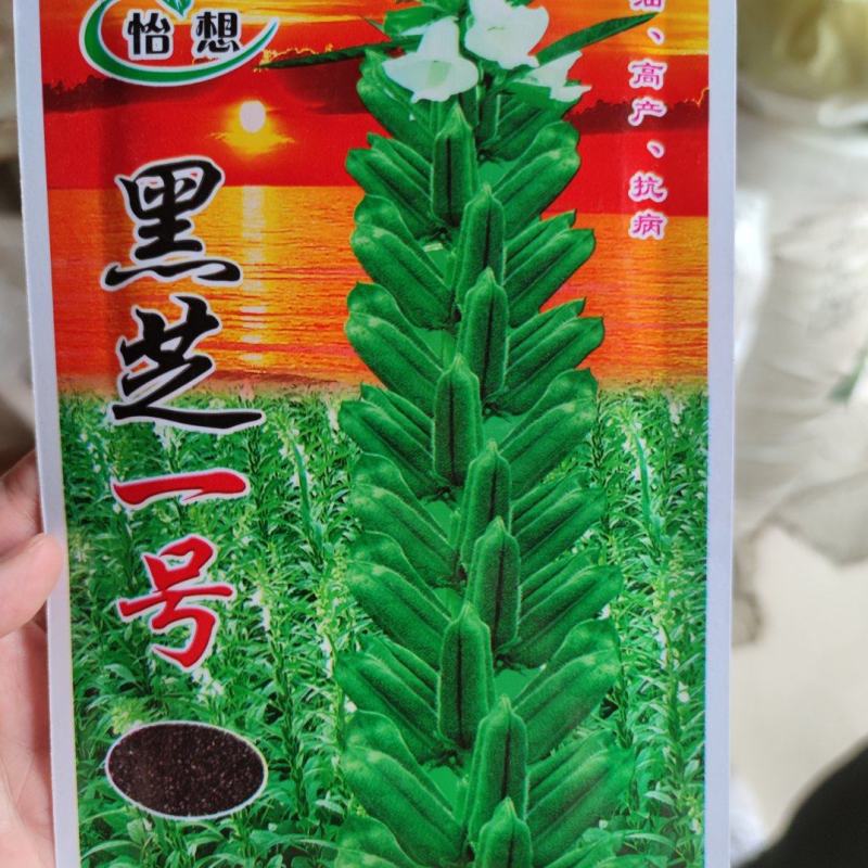 黑芝一号芝麻种子，40克