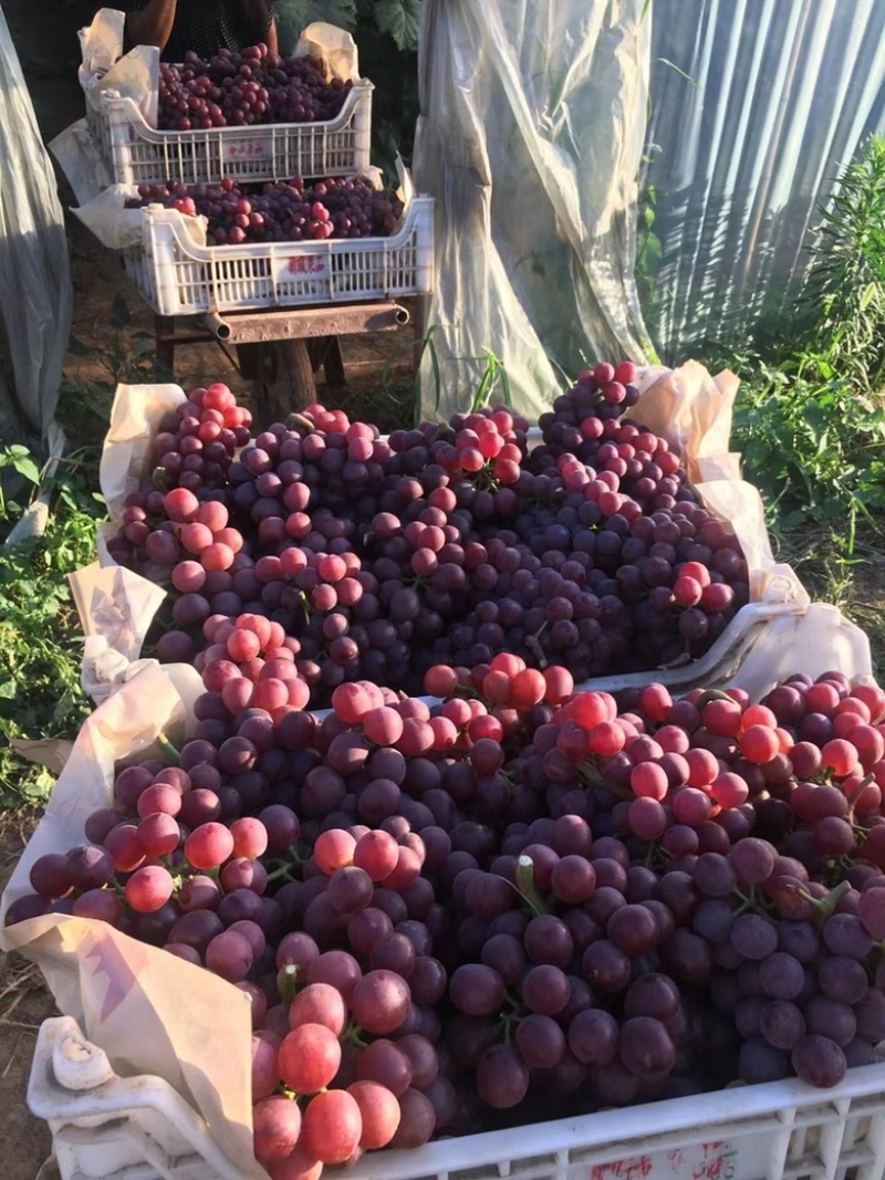 红无核葡萄无籽甜葡萄种植基地河北邯郸永年