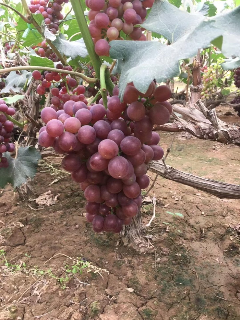 红无核葡萄无籽甜葡萄种植基地河北邯郸永年