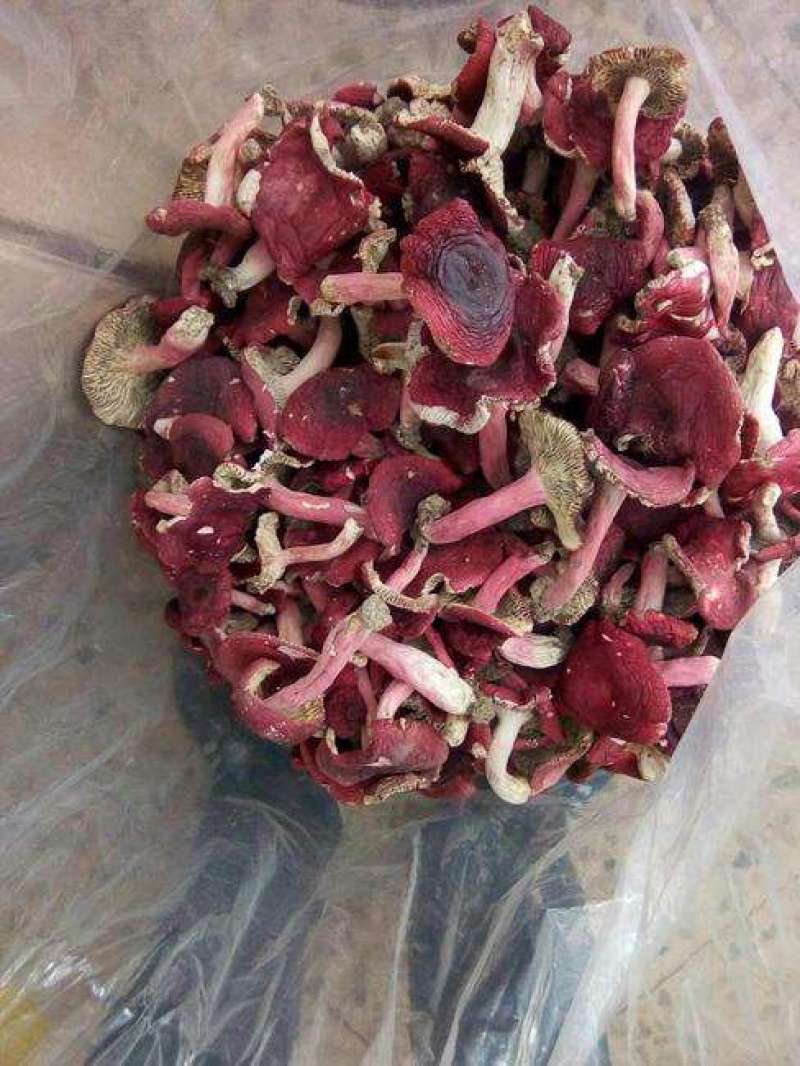 红菇月子菇干货