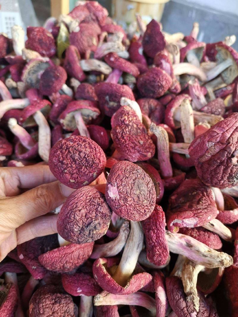 红菇月子菇干货