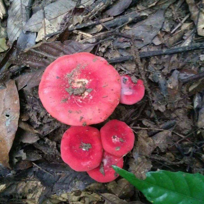 红菇月子菇干货