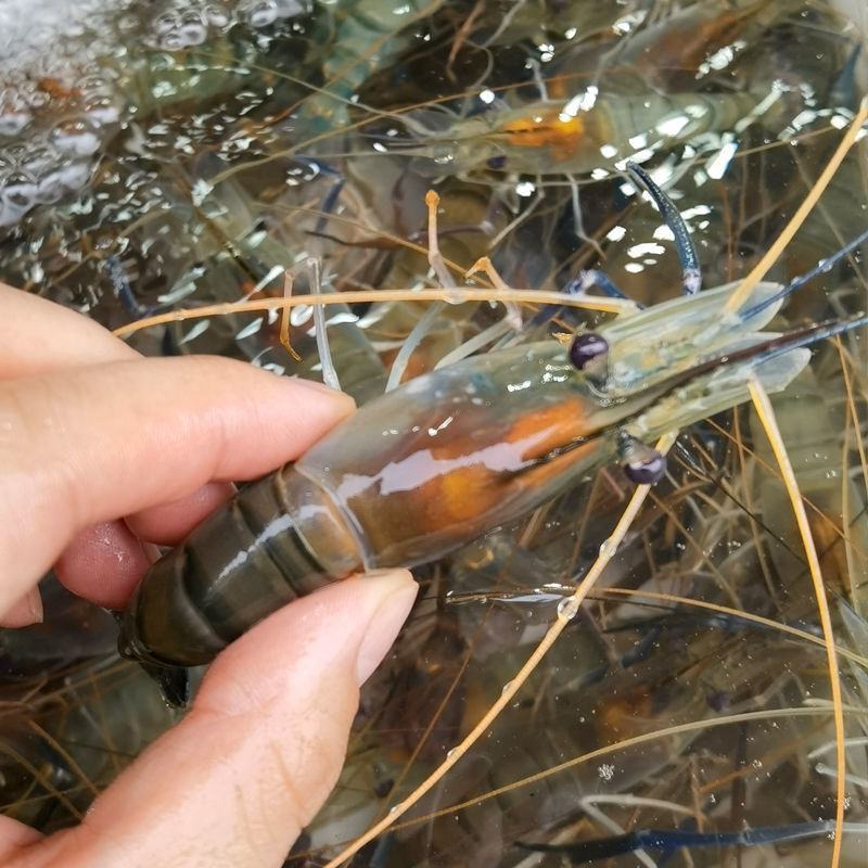 新鲜罗氏虾活冻海鲜冰鲜罗氏沼虾大虾大头虾沼虾淡水虾罗氏虾