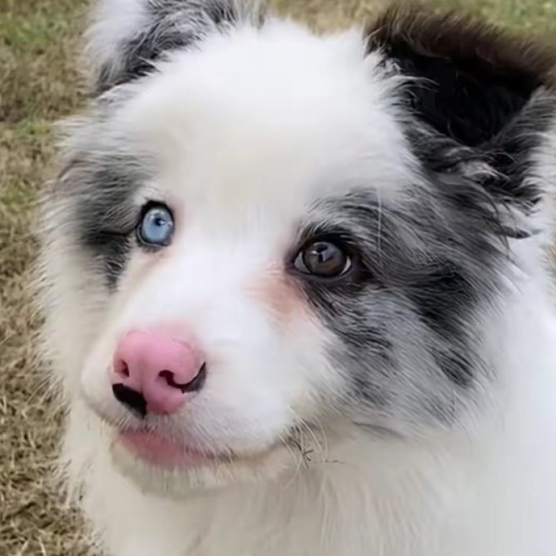 陨石边牧两个月大特聪明