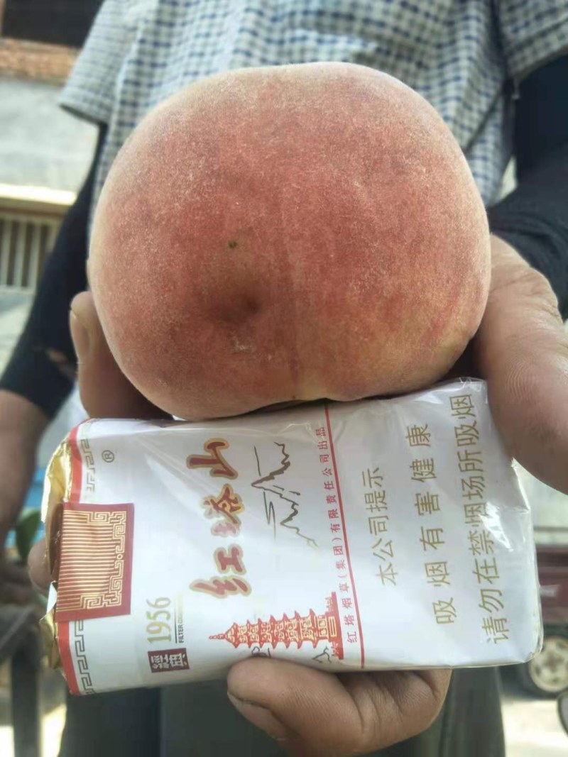 大甜毛桃