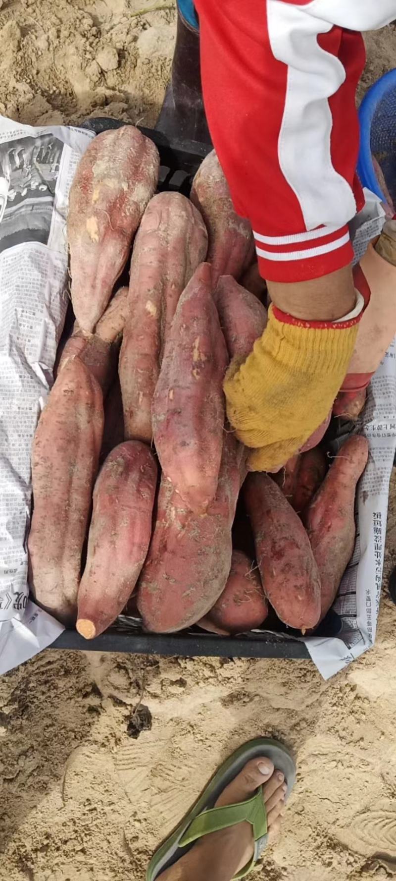海南现挖西瓜红工厂货