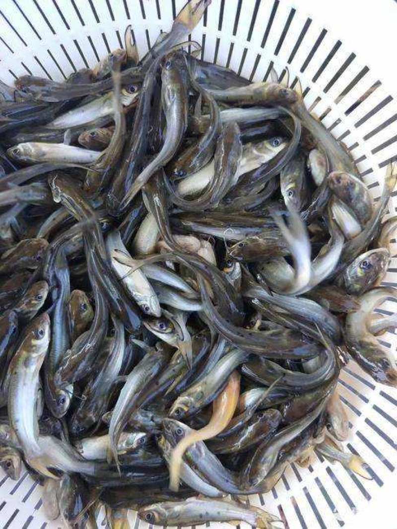 叉尾鱼苗，好养，周期短，长速快，成本低利润高