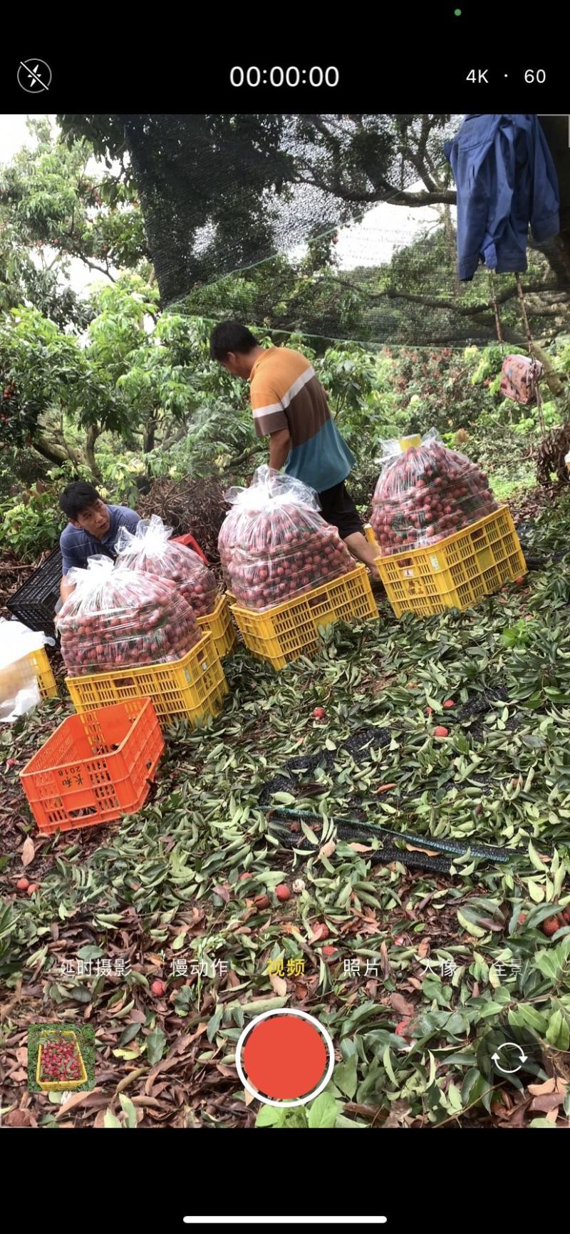 广东荔枝惠州荔枝大量上市，品种多承接各种档口批发