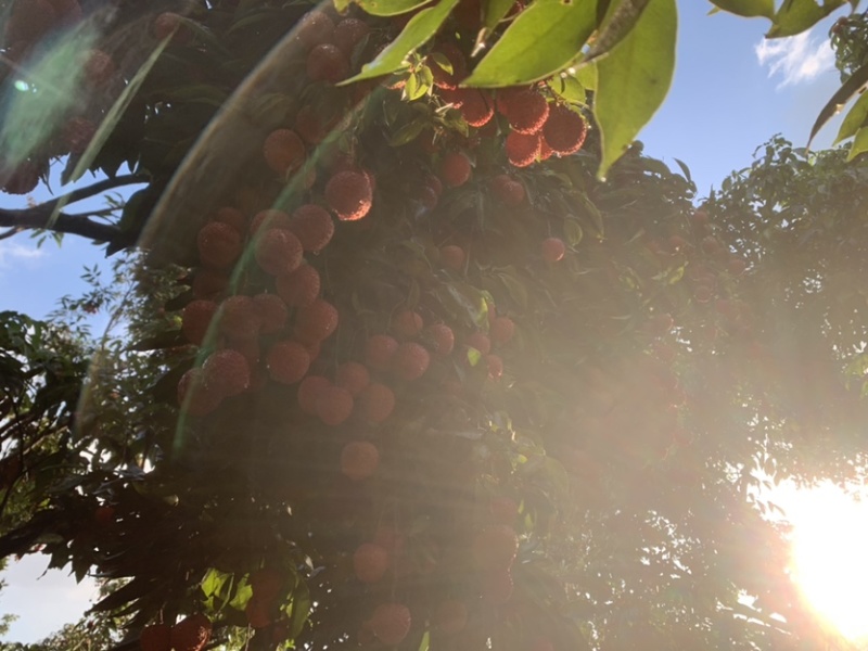 广东荔枝惠州荔枝大量上市，品种多承接各种档口批发