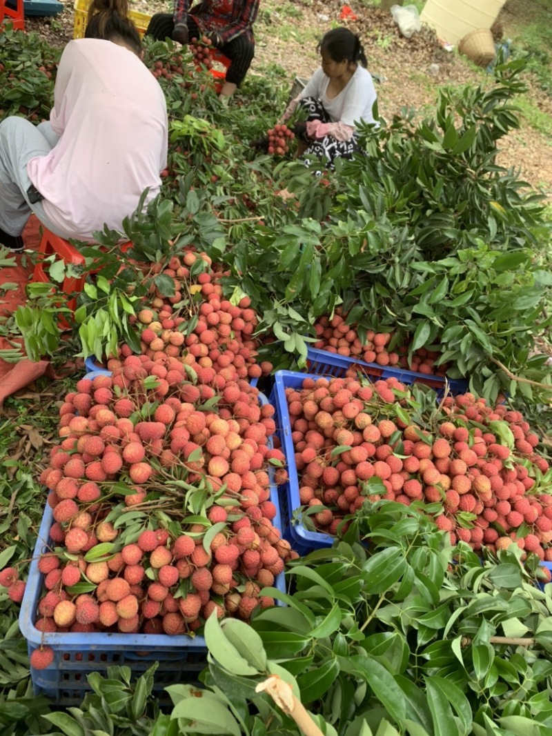 广东荔枝惠州荔枝大量上市，品种多承接各种档口批发