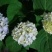 八仙花绣球