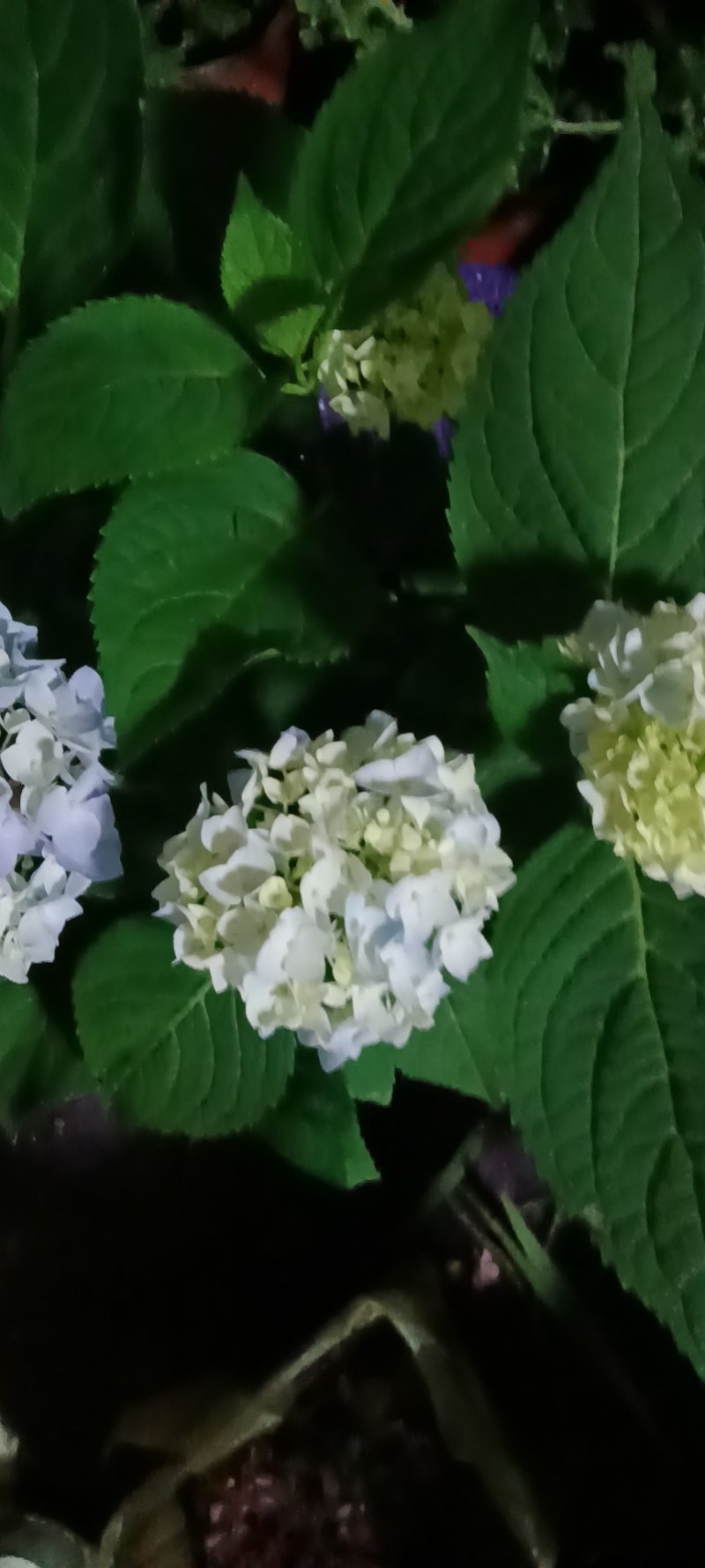 八仙花绣球