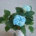 八仙花绣球