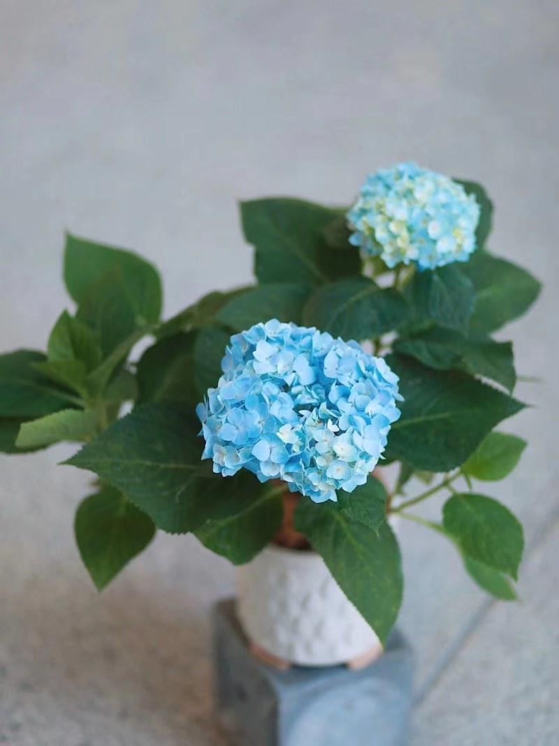 八仙花绣球
