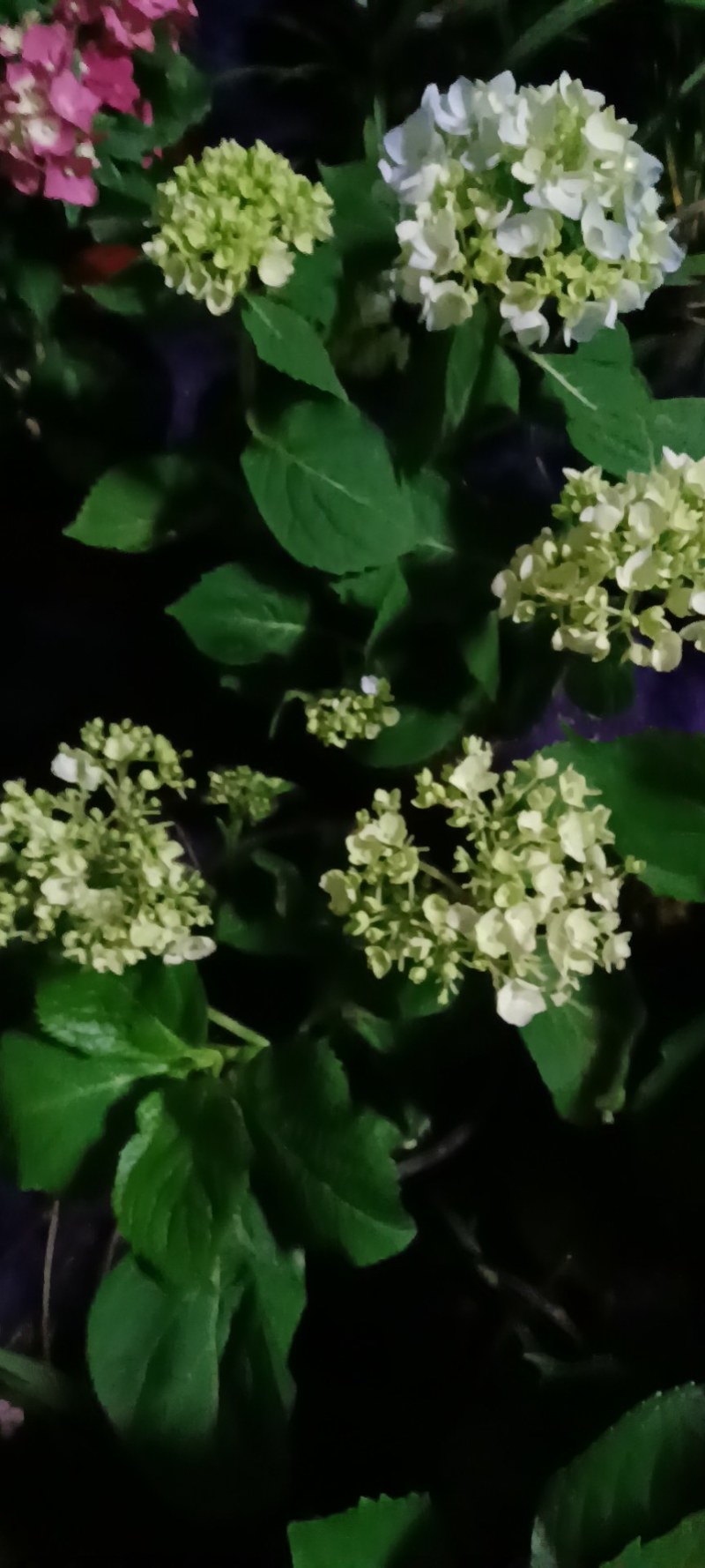八仙花绣球